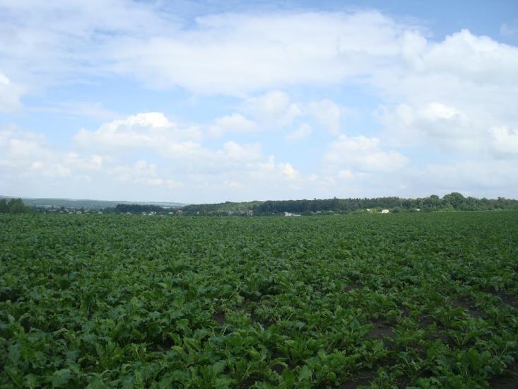 Грузевиця з panoramio.com - Грузевица