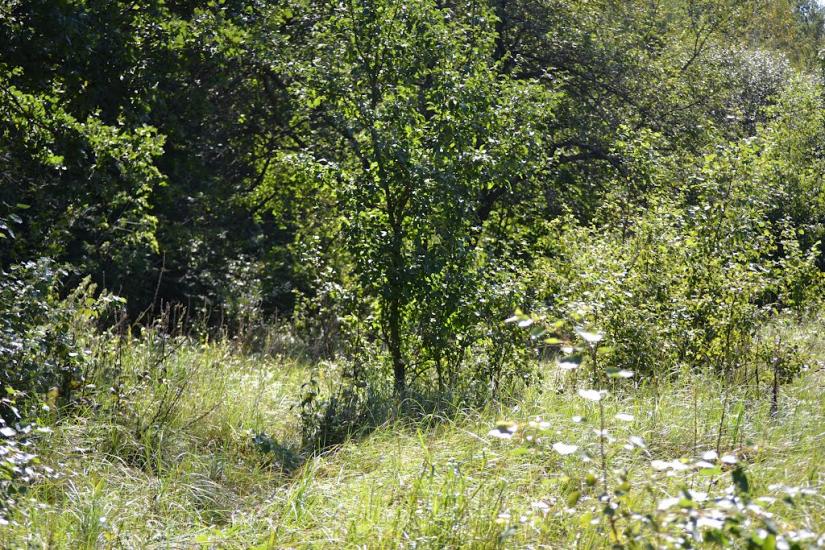 Грабовське з panoramio.com - Грабовское