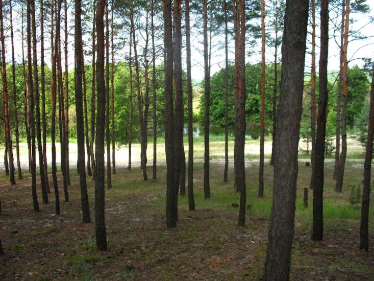 Приліпка з panoramio.com - Прилипка