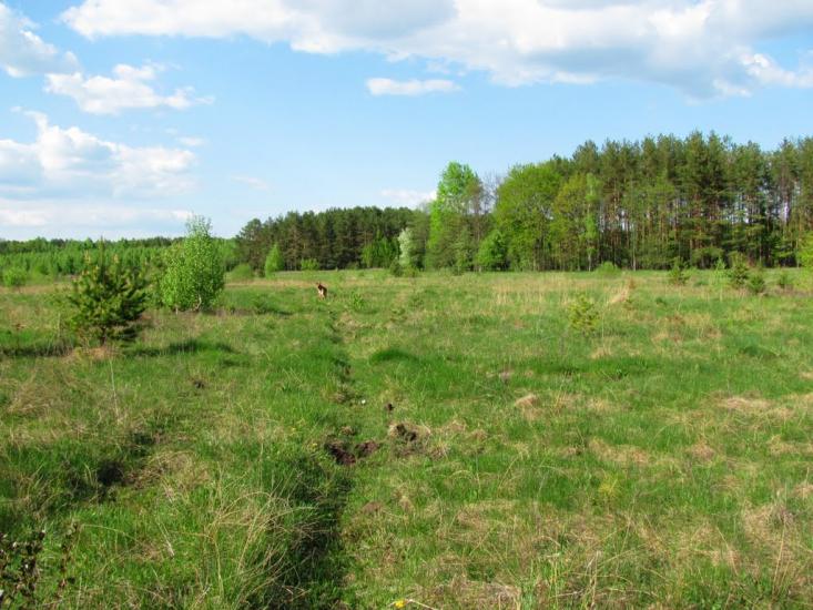 Нові Яриловичі з panoramio.com - Новые Ярыловичи