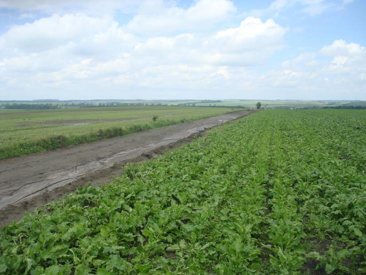 Грузевиця з panoramio.com - Грузевиця