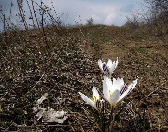 Високогірне з panoramio.com - Високогірне