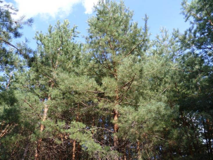 Мареничі з panoramio.com - Мареничі