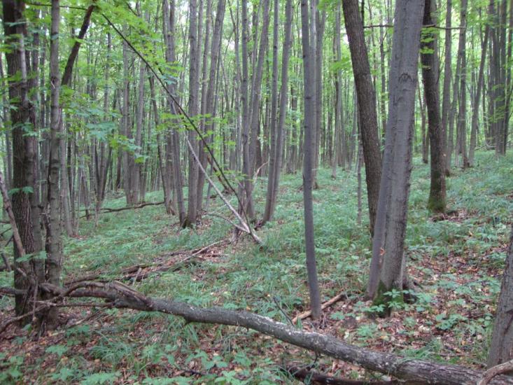 Руські Тишки з panoramio.com - Русские Тишки