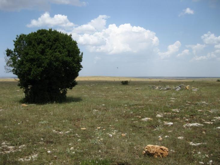 Рєпіне з panoramio.com - Рєпіне