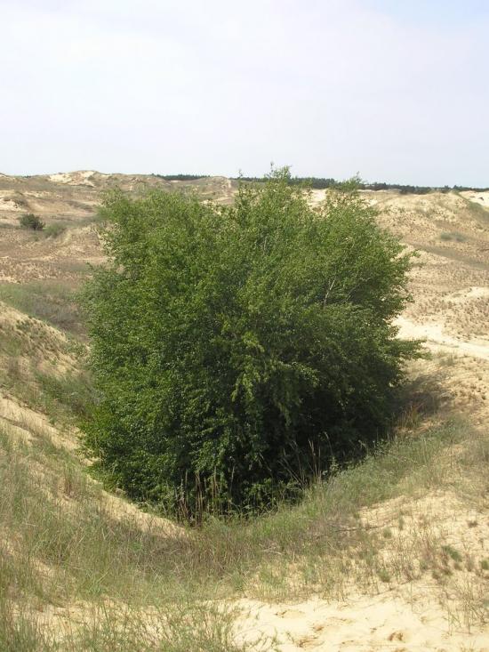 Пролетарка з panoramio.com - Пролетарка