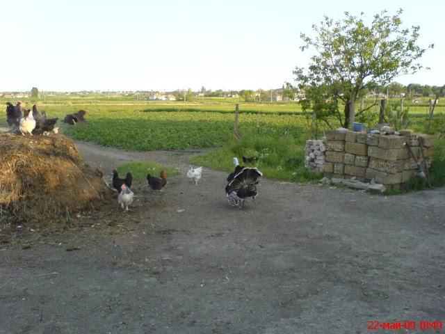 Стокопані з panoramio.com - Стокопани