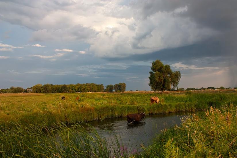 Кривуші з panoramio.com - Кривуши