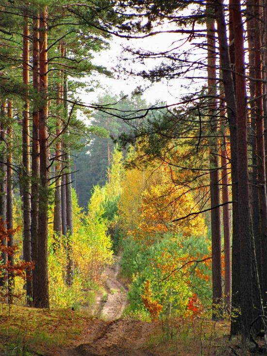 Нові Яриловичі з panoramio.com - Новые Ярыловичи