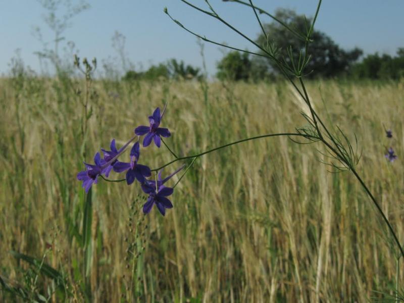 Кринична з panoramio.com - Криничная