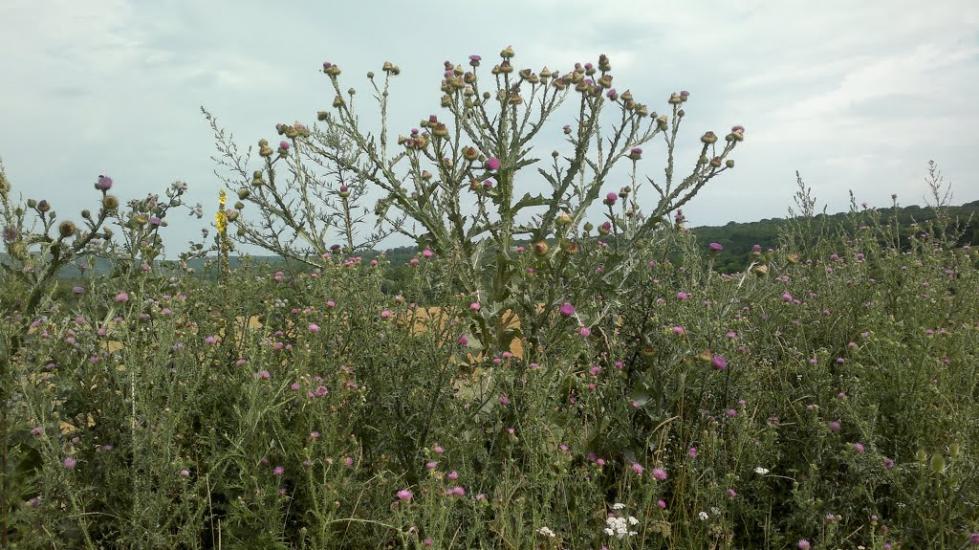 Романівка з panoramio.com - Романівка