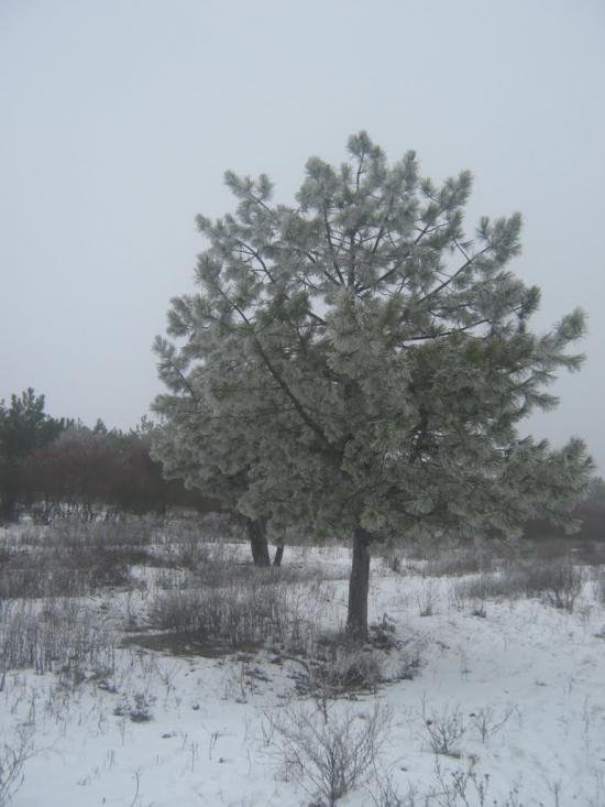 Казанка з panoramio.com - Kazanka