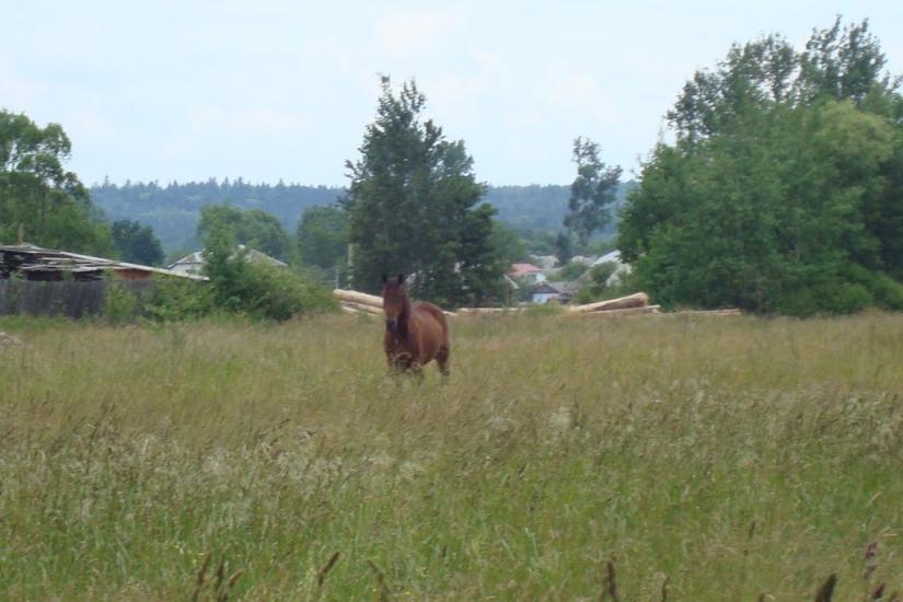 Ценява з panoramio.com - Ценява