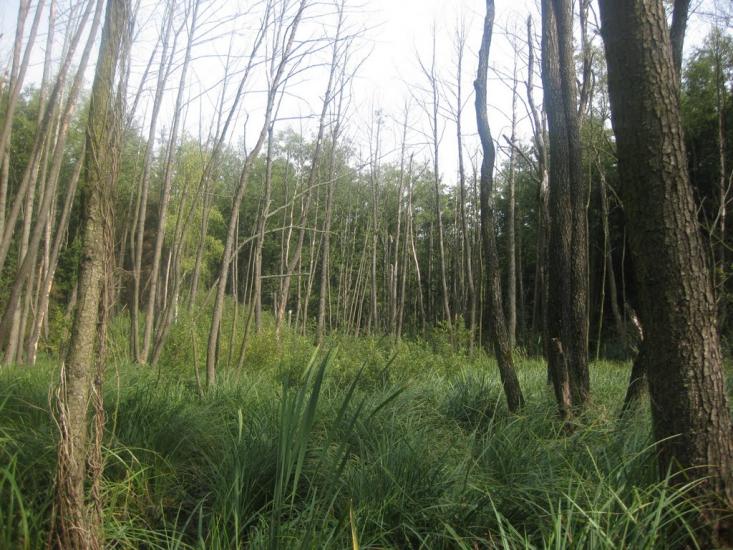 Черепашинці з panoramio.com - Cherepashyntsi