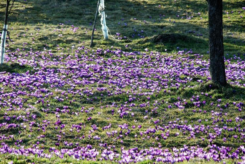 Кричка з panoramio.com - Кричка