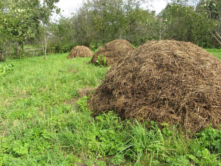 Новий Витків з panoramio.com - Новий Витків
