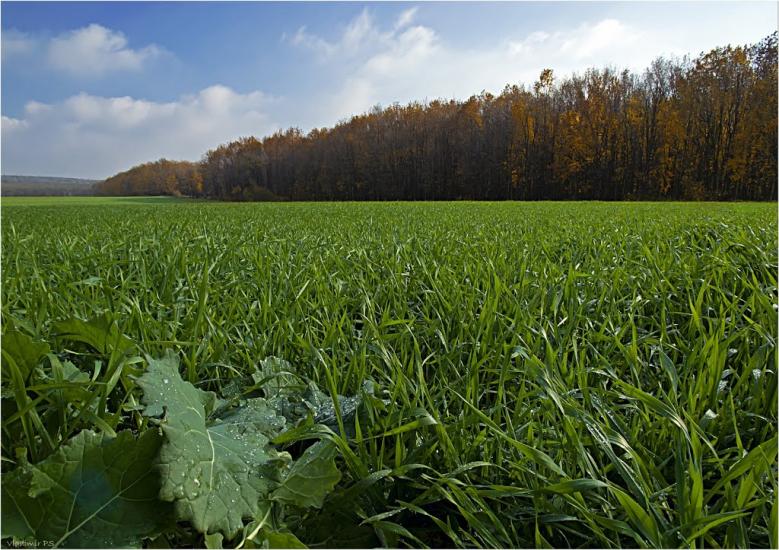 Новоіванівка з panoramio.com - Новоивановка