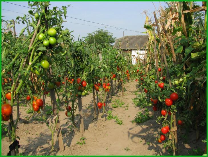 Букачівці з panoramio.com - Bukachivtsi
