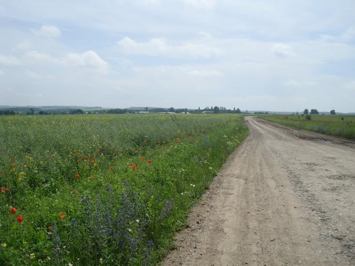 Черепова з panoramio.com - Черепова