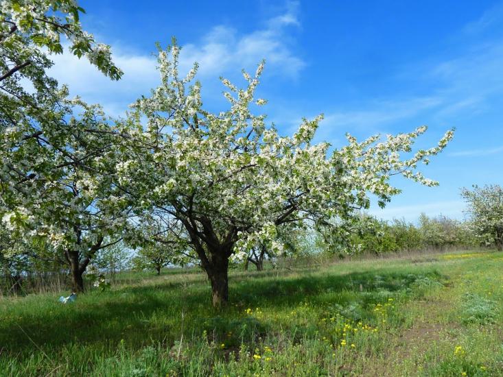 Володимирівка з panoramio.com - Volodymyrivka