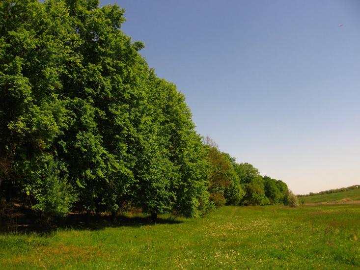 Таранівка з panoramio.com - Тарановка