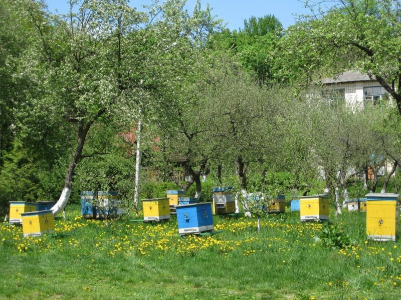 Новосілки з panoramio.com - Новоселки