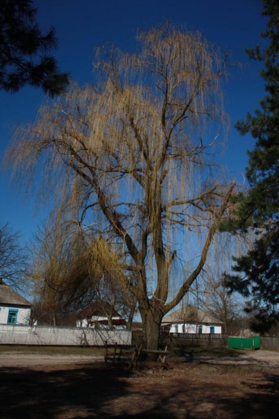 Хоцьки з panoramio.com - Хоцки