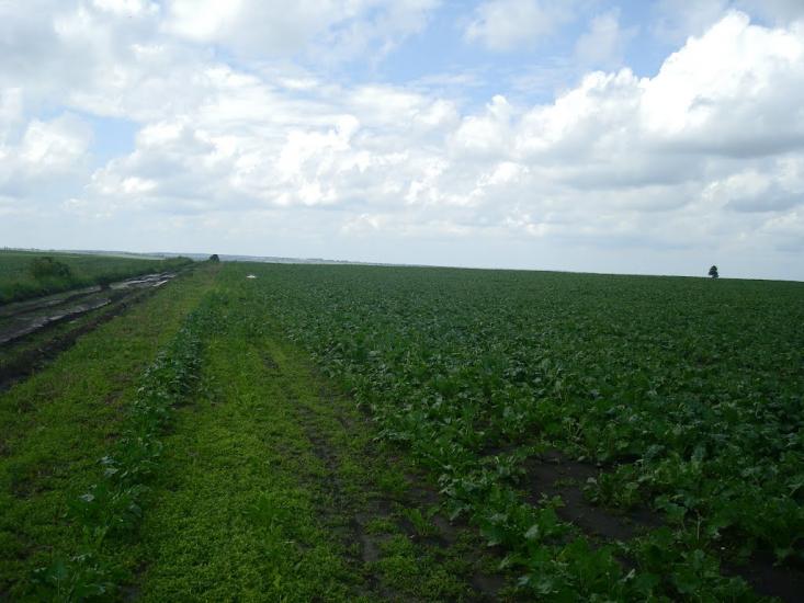 Грузевиця з panoramio.com - Грузевица