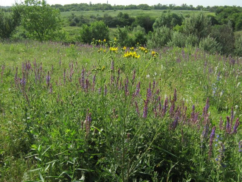 Кринична з panoramio.com - Криничная