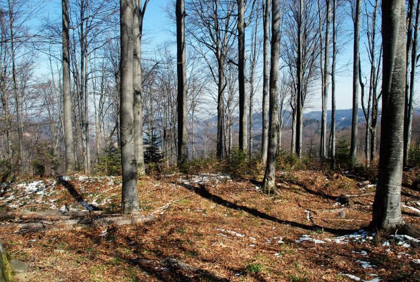 Букове з panoramio.com - Букове