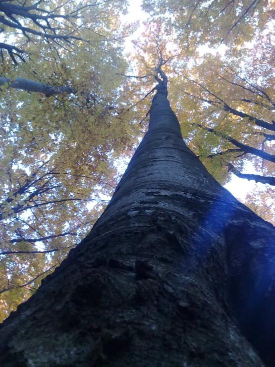 Ворочово з panoramio.com - Ворочево