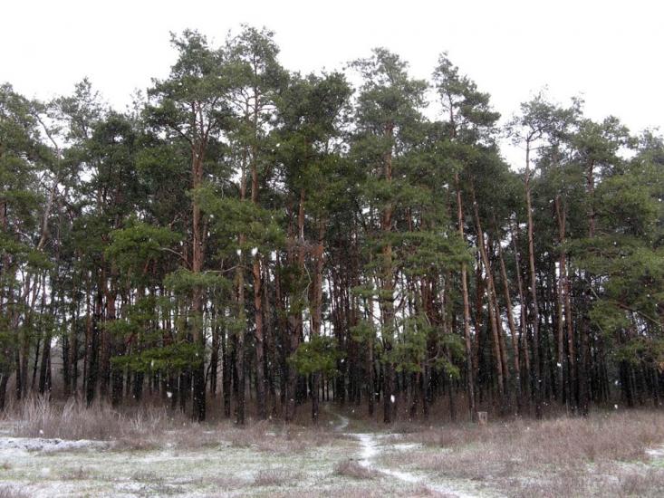 Широке з panoramio.com - Широкое