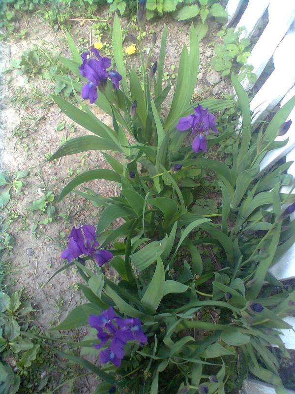 МЕДВЕДЕВЕ - Медведеве