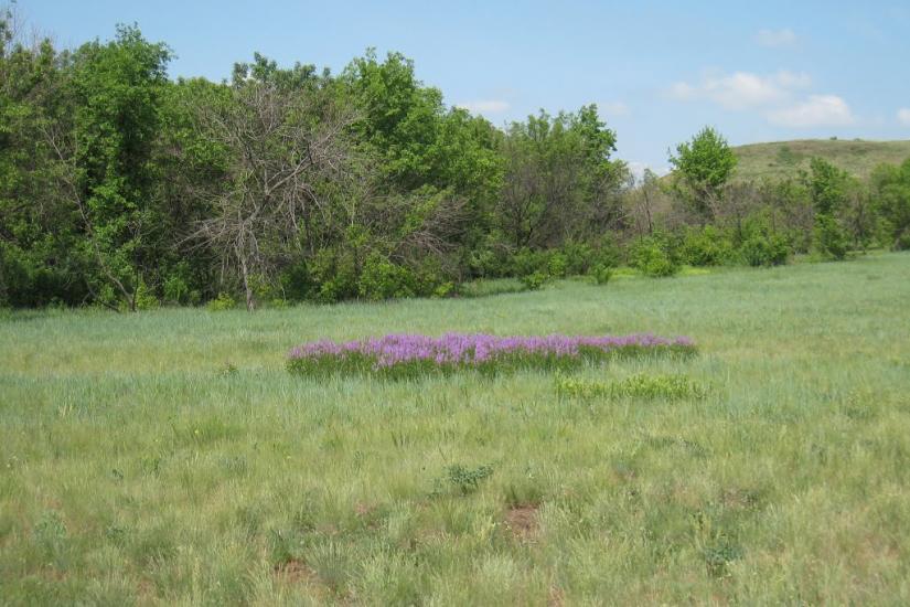 Зуївка з panoramio.com - Зуевка