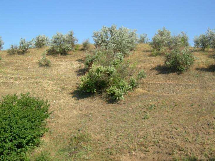 Пересадівка з panoramio.com - Пересадовка