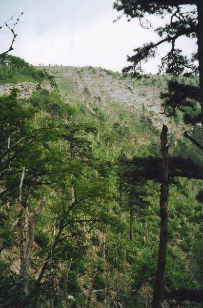 Відрадне з panoramio.com - Отрадное