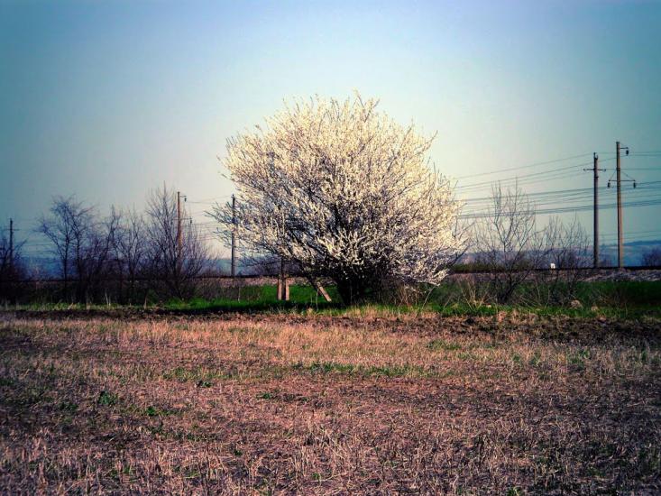 Ванчиківці з panoramio.com - Ванчиковцы