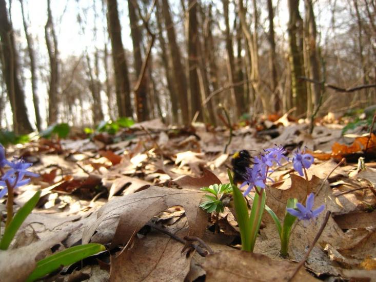Пасіки-Зубрицькі з panoramio.com - Пасеки-Зубрицкие