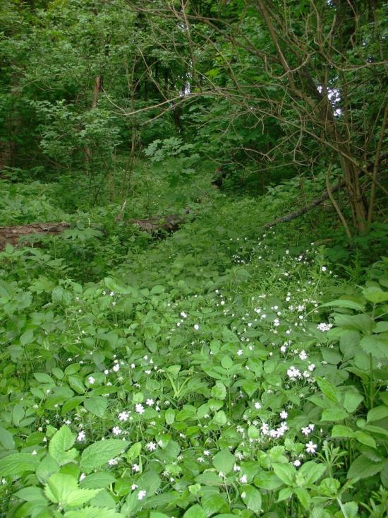 М'якеньківка з panoramio.com - Мякеньковка