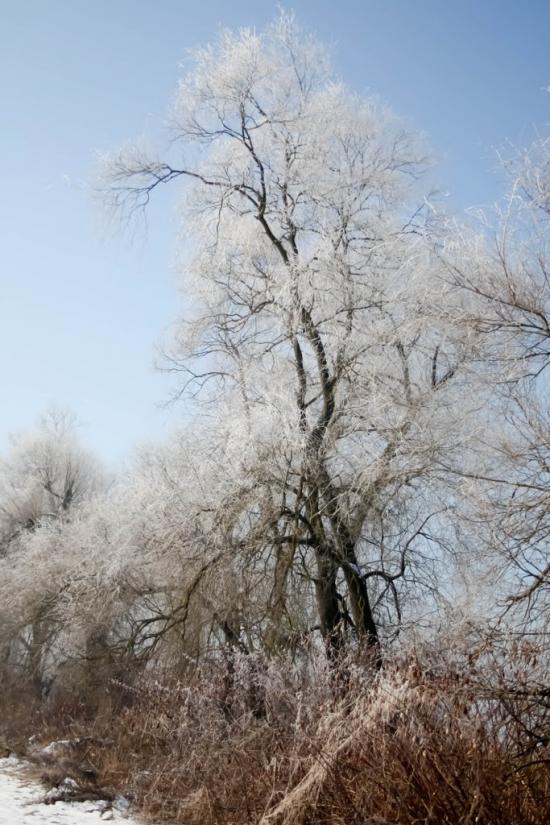 Пасіка з panoramio.com - Пасека