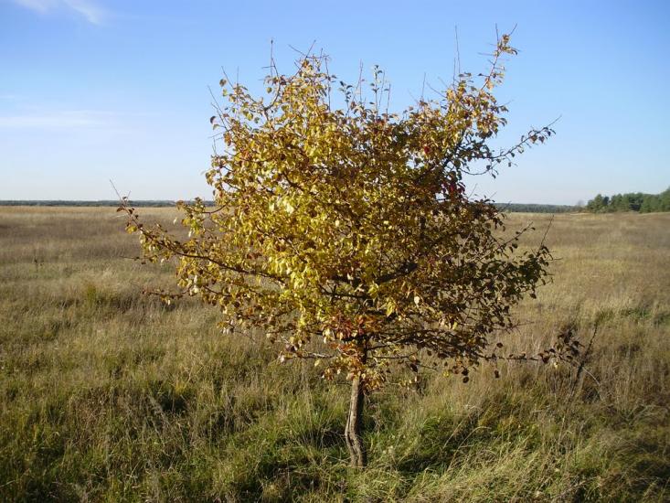 Котовка з panoramio.com - Котовка