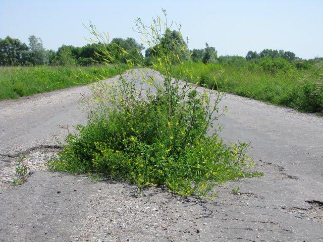 Воронівка з panoramio.com - Воронівка