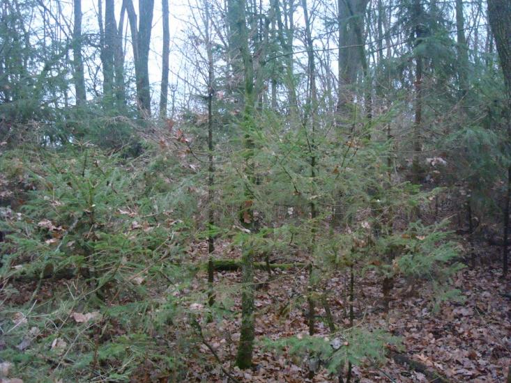 Радісне з panoramio.com - Радостное