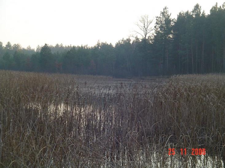 Дідовичі з panoramio.com - Дедовичи