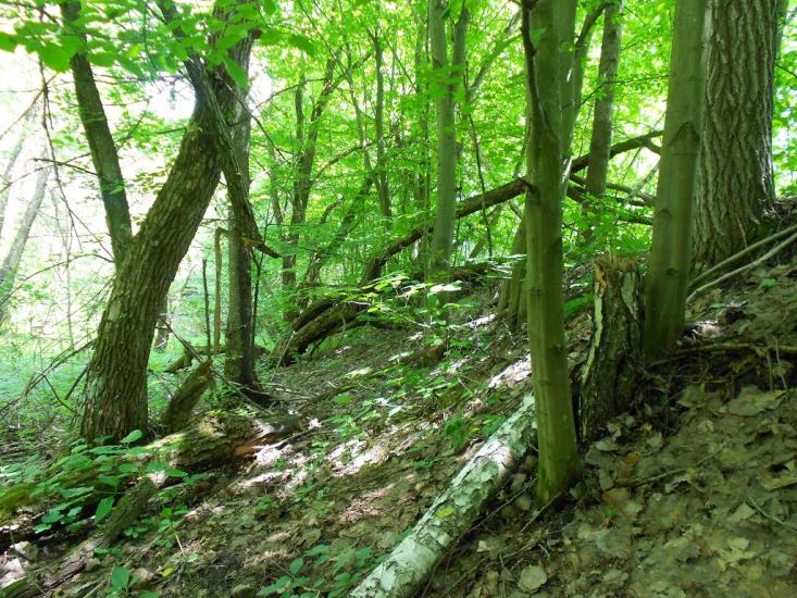 Козятин з panoramio.com - Kozyatyn