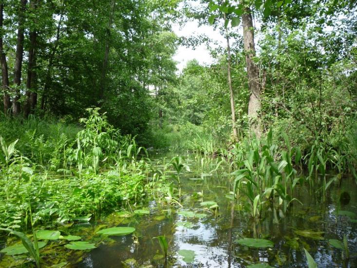 Стобихва з panoramio.com - Стобихва