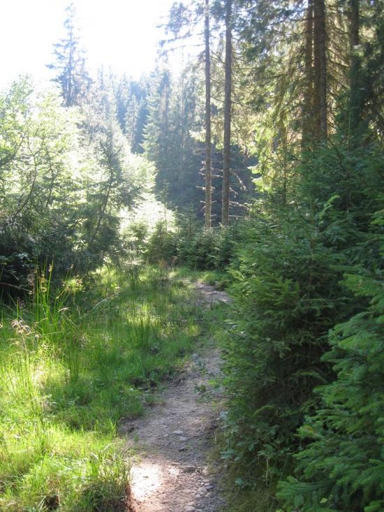 Бистриця з panoramio.com - Bystrytsya