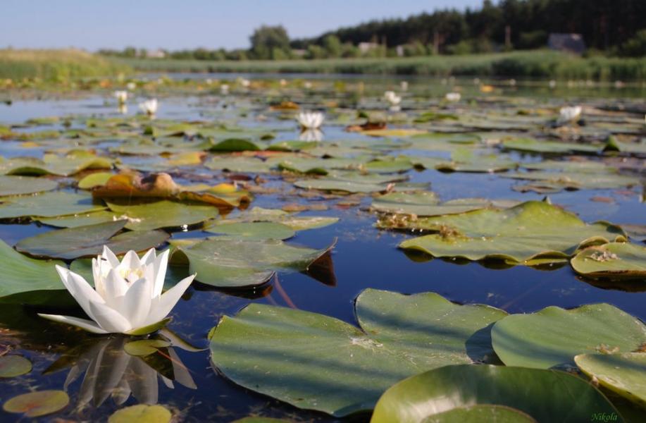Сиротине з panoramio.com - Сиротине