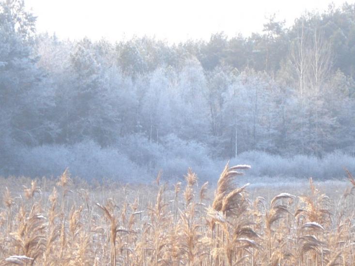 Дідовичі з panoramio.com - Дідовичі