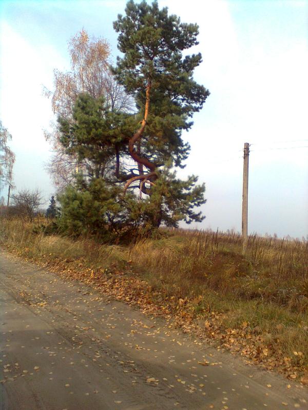 МЕДВЕДЕВЕ - Медведеве